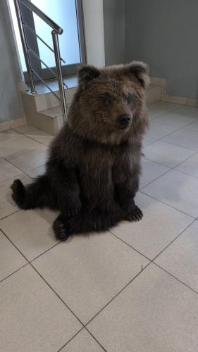 Чучело Медвежонка