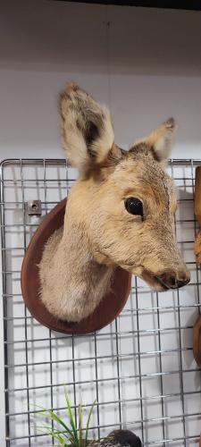 Чучело Головы косули с ногами на медальоне