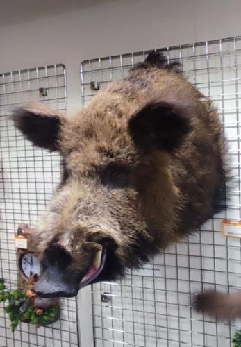 Чучело Кабана секач