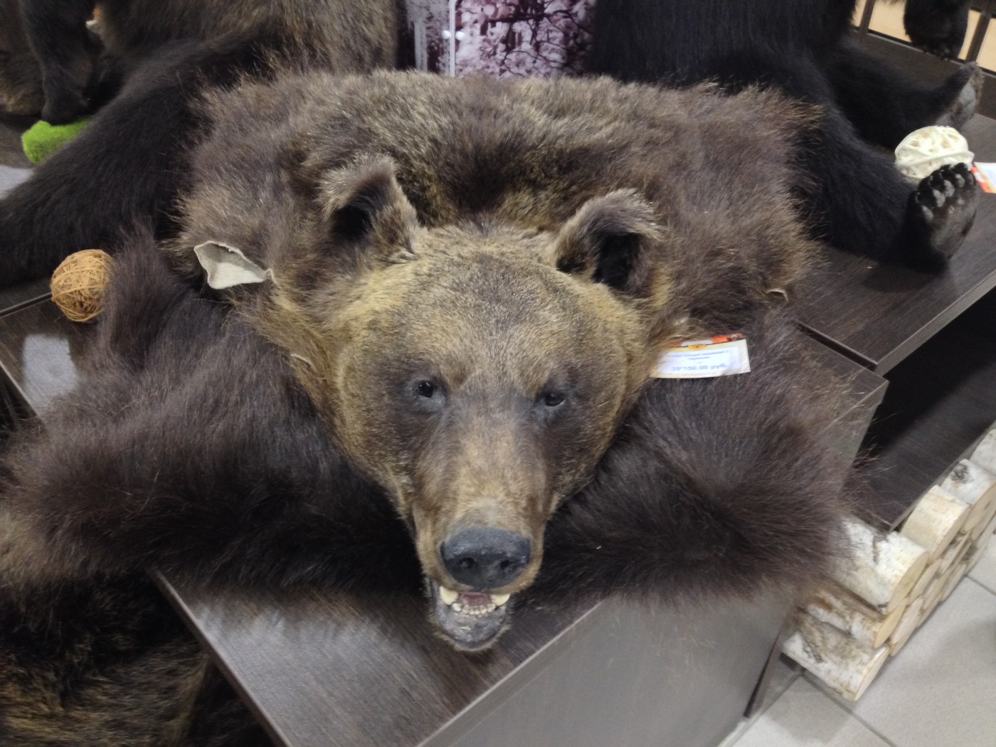 Ковер на пол из шкуры медведя купить в студии таксидермии Трофеи России