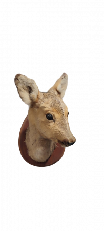 Чучело Голова косули
