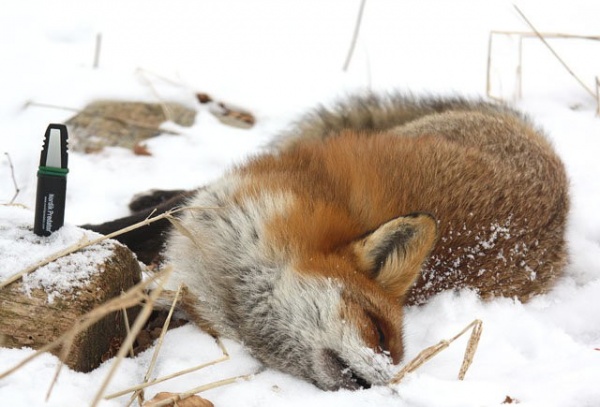Манок Nordikpredator Pre Tuned, на лису и других хищников