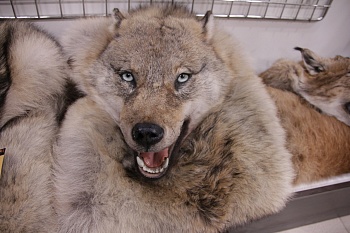 Ковер Волчий  №6