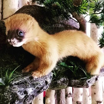 Чучело Колонок