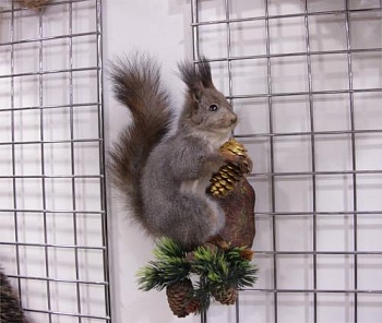 Чучело Белки на суку с шишкой