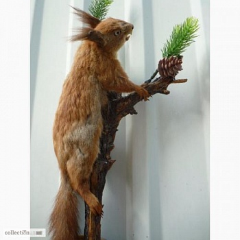Чучело Белки бегущая по сосне