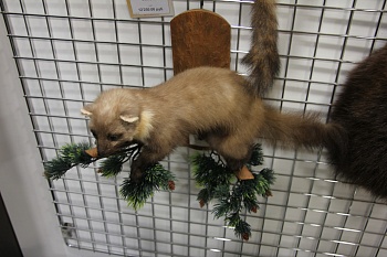 Чучело Куницы