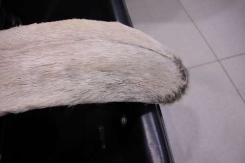 Лыжи с камусом 175см