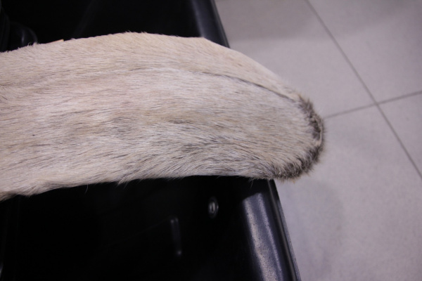 Лыжи с камусом 175см