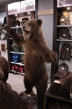 Чучело Медведя в полный рост средний