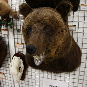 Чучело Медведя по грудь