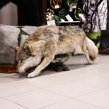 Чучело Волка (бегущий)