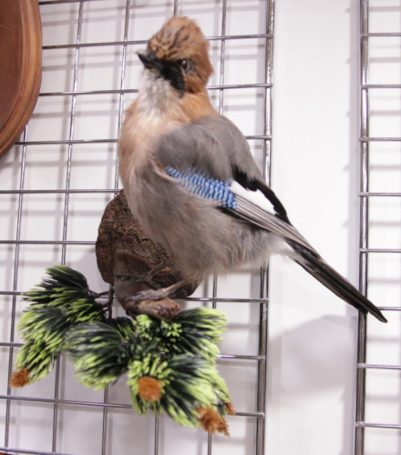 Чучело Сойки