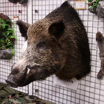 Чучело Кабана по грудь большой