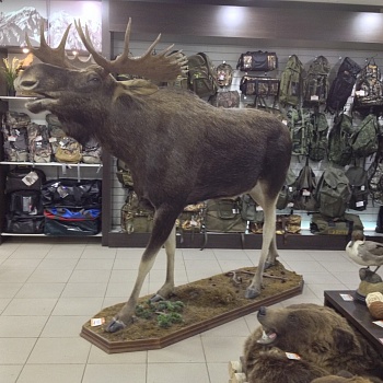 Чучело Лося в полный рост