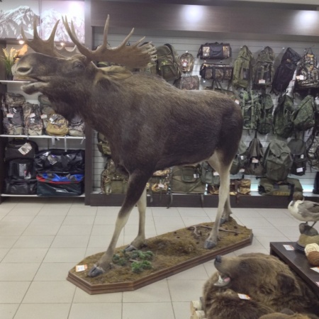 Чучело Лося в полный рост