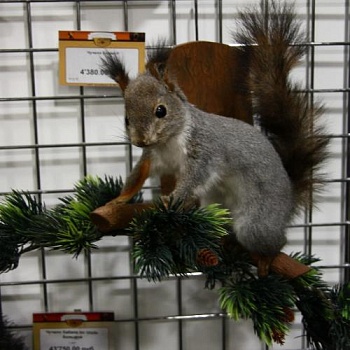 Чучело Белки Н