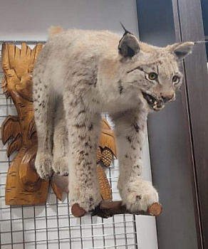 Чучело Рыси