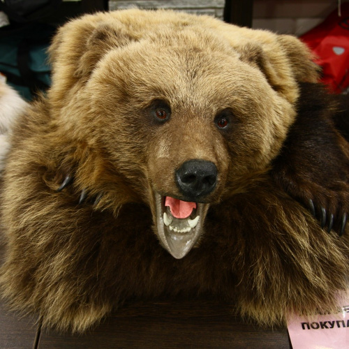 Ковер медвежий с головой №1