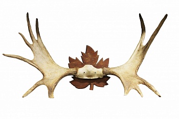 Рога лося на медальоне