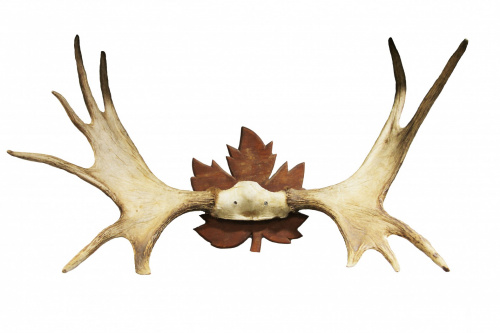 Рога лося на медальоне