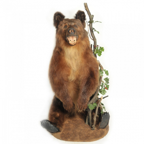 Чучело медвежонка сидячего (реал)
