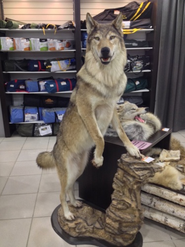 Чучело Волка