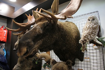 Голова Лося