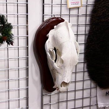 Череп Медвежий