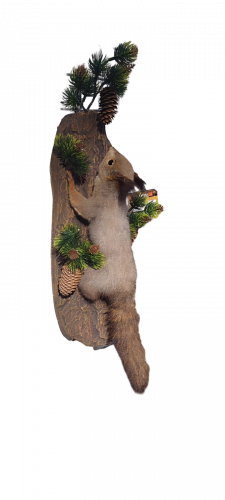 Чучело Белка на подставке "вид белки"