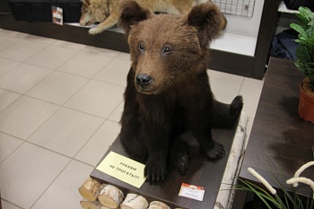 Чучело Медвежонка сидячего мал