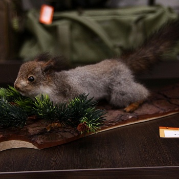 Чучело Белки на сосне