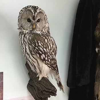 Чучело Сова (Неясыть) длиннохвостая