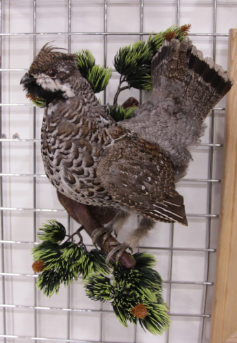 Чучело Рябчика (самец)