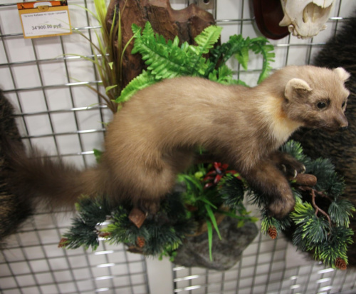 Чучело Куницы на камнях