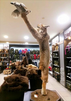 Чучело Рыси с рябчиком