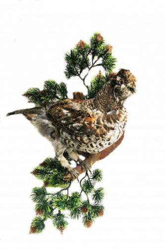 Чучело Рябчика (самка)