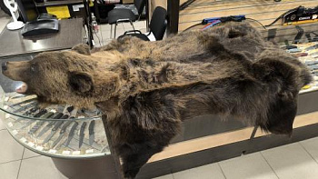 Ковер медвежий с головой №2