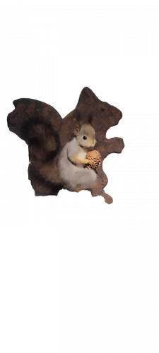 Чучело Белка на сосне с камнями