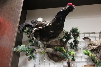 Чучело Глухаря