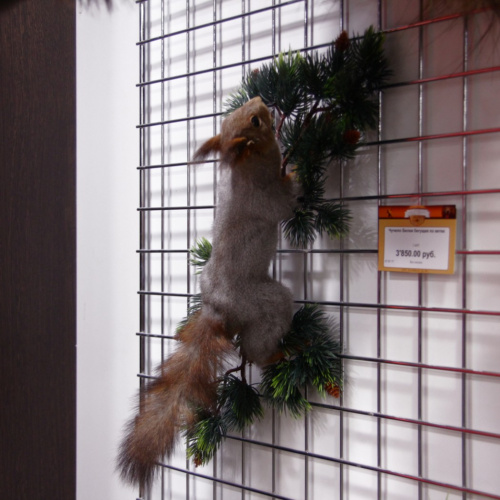 Чучело Белки бегущая по ветке