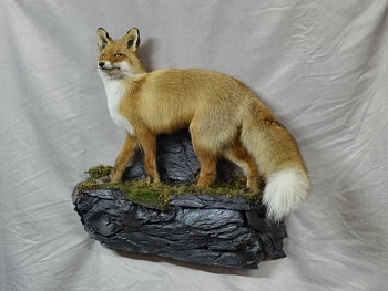 Чучело Лисы