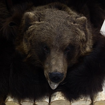 Ковер медвежий с головой №3