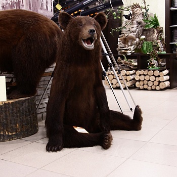 Чучело Медвежонка сидячего большой