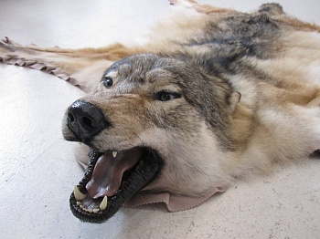 Ковер Волчий  №3