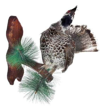 Чучело Рябчика на сосне с камнем