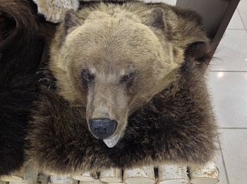 Ковер медвежий с головой №6