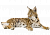 РЫСЬ