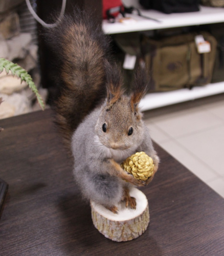 Чучело Белки на пеньке с шишкой