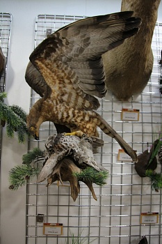 Композиция Ястреб с рябчиком